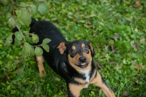 Chip-Nr. 253730 - sehr zugänglich, verspielt, unternehmungslustig, sozial, liebt die Menschennähe