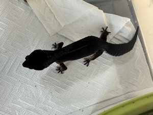 Black Night Weibchen aus 2022 Bild 3