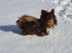 Suche LH Chihuahua Welpe mit Ahnentafel