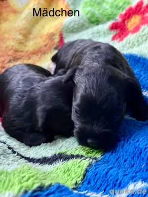 Zwergschnauzer Welpen 