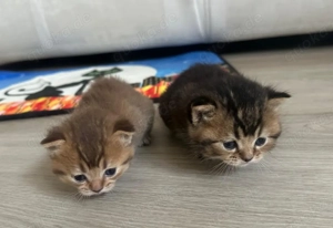 2 Babykatzen BKH zusammen abzugeben 