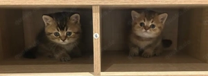 2 Babykatzen BKH zusammen abzugeben 