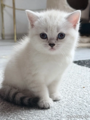 Wunderschöne BKH Kitten suchen ein neues Zuhause