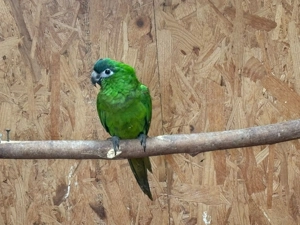 Hanszwerg aras Bild 3