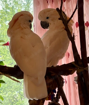 Suchen Kontakt zu Kakadu-und Großpapageienbesitzer