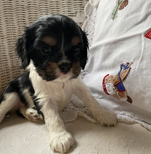 Cavalier Welpe - Hündin