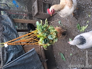 Drei Hähne kostenlos abzugeben.