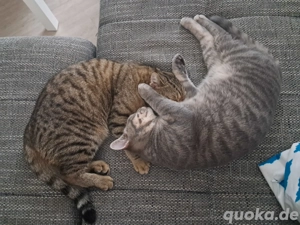 2 BKH - Kater abzugeben