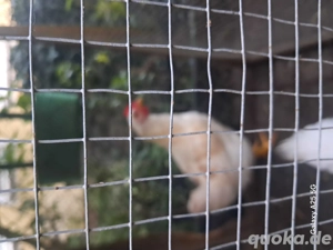 Drei Hähne kostenlos abzugeben. Bild 3