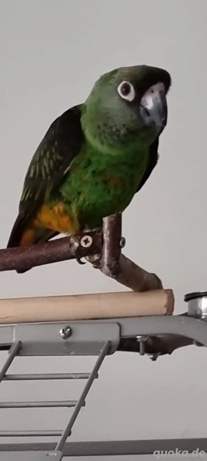 Grüner Kongopapagei 