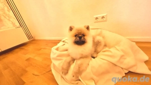 teddy Boo Pomeranian