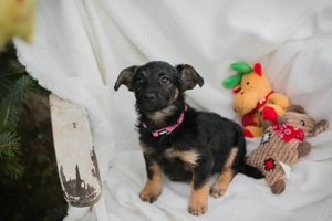 Chipnummer 255616 - und schwupps finde ich meine Familie