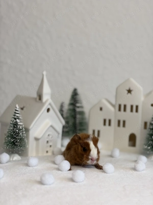 Junger Meerschweinchen Junge Monty in wunderschöner Farbe