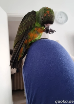 Gebe 2 grüne Kongopapageien ab