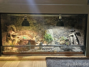 Leopardgecko mit Terrarium 