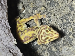 Leopardgecko mit Terrarium  Bild 2
