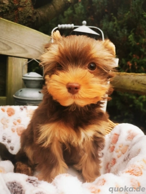 Yorkshire Terrier Rüde   