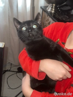 süsses schoko farbenes kätzchen 