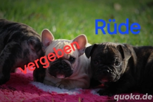französische bulldogge 