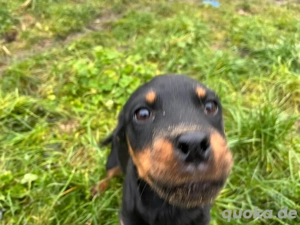 Rotti welpen abzugeben