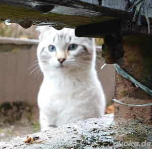 Kitten zum verlieben. 