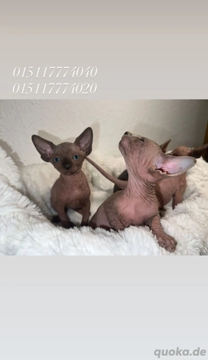 Canadische Sphynx