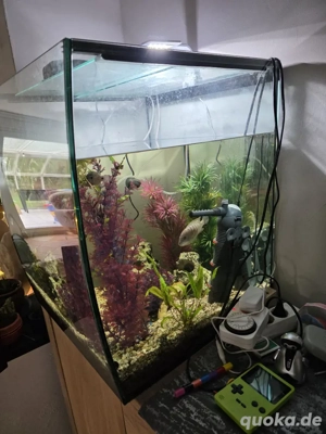 Aquarium mit Besatz