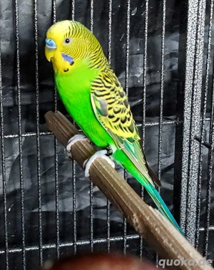 Wellensittiche super zahm 9 momate alt.