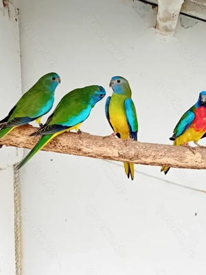 Glanzsittiche aus Freivoliere 