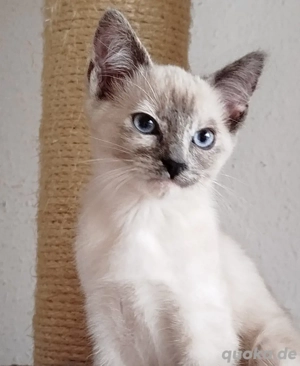 Eine siamesische Katze sucht ein neues Zuhause