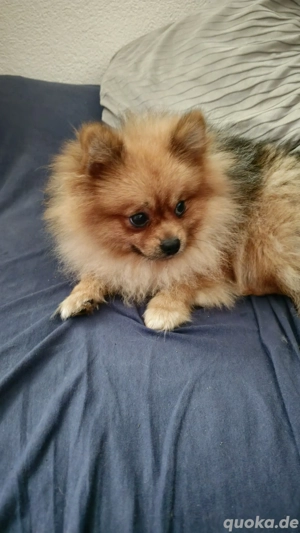 İch möchte mein hund abgeben da ich keine zeit mehr habe für ihn . İch hoffe ich kann jemanden finde