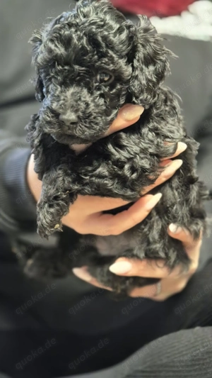 Maltipoo Welpen