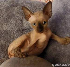 Sphinx kitten 