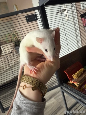 drei ratten jungs abzugeben 