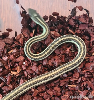 2.0 Thamnophis proximus 