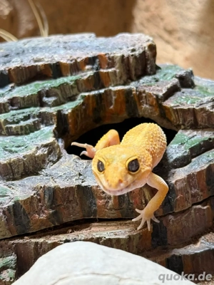Leopardgeckod