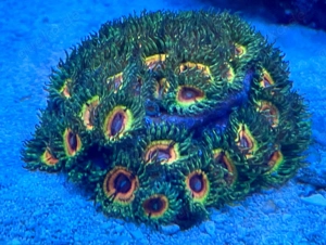 Biete diverse Zoanthus (Selbstabholung) wie Stratosphere, Mind Trick, Little Shop of Horrors,  .