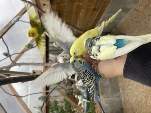 Schöne Wellensittiche von 2025