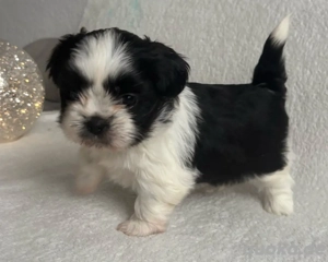 2 zuckersüße Shih Tzu Welpen