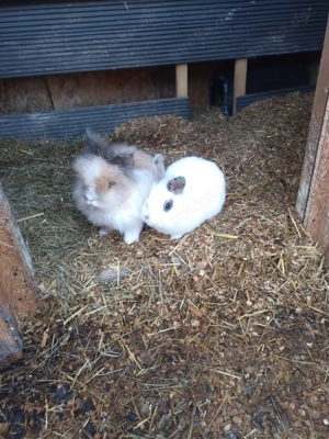 Löwenkopf männlich, kastriert und Löwenkopf-Mix weiblich, 18 Monate 