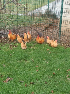 Chabo gelb mit blauen Schwanz