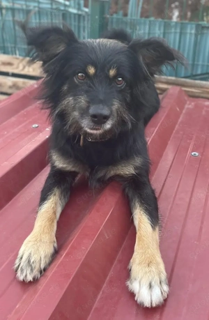 Mimo - verschmuster Mischlingsrüde sucht seine Familie