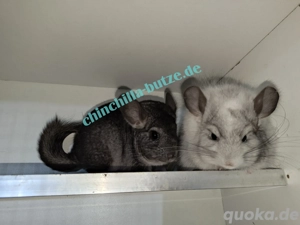 Chinchilla Jungtiere und Alttiere! 