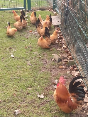 Chabo gelb mit schwarzem Schwanz