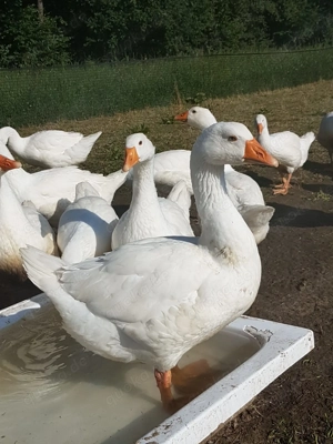 Weihnachtsgänse Gänse Gänsebraten Festtagsessen 