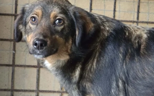 Hübsche Belli sucht geduldiges Zuhause