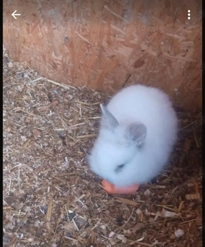 Löwenkopf männlich 4 Monate 