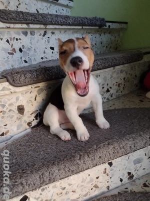 Jack Russell Terrier