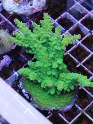 Meerwasser- Korallenableger SPS, LPS, Weichkorallen, Zoanthus