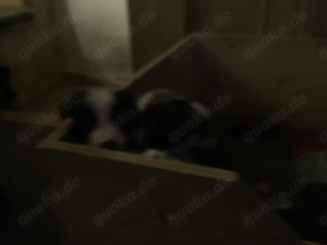 Border Collies Welpen 